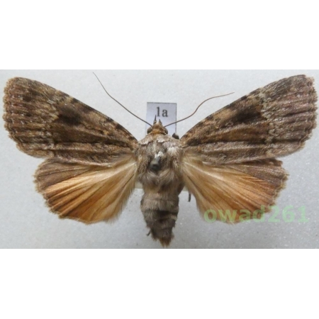Amphipyra pyramidea (Linnaeus, 1758) Czech1a